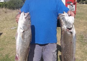 Boet se Baai se kabeljoue